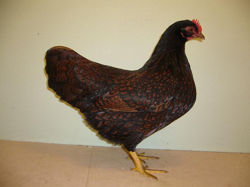 Munster 2009 169.jpg - Zwerg Barnevelder doppeltgesäumt von Janin Mevius